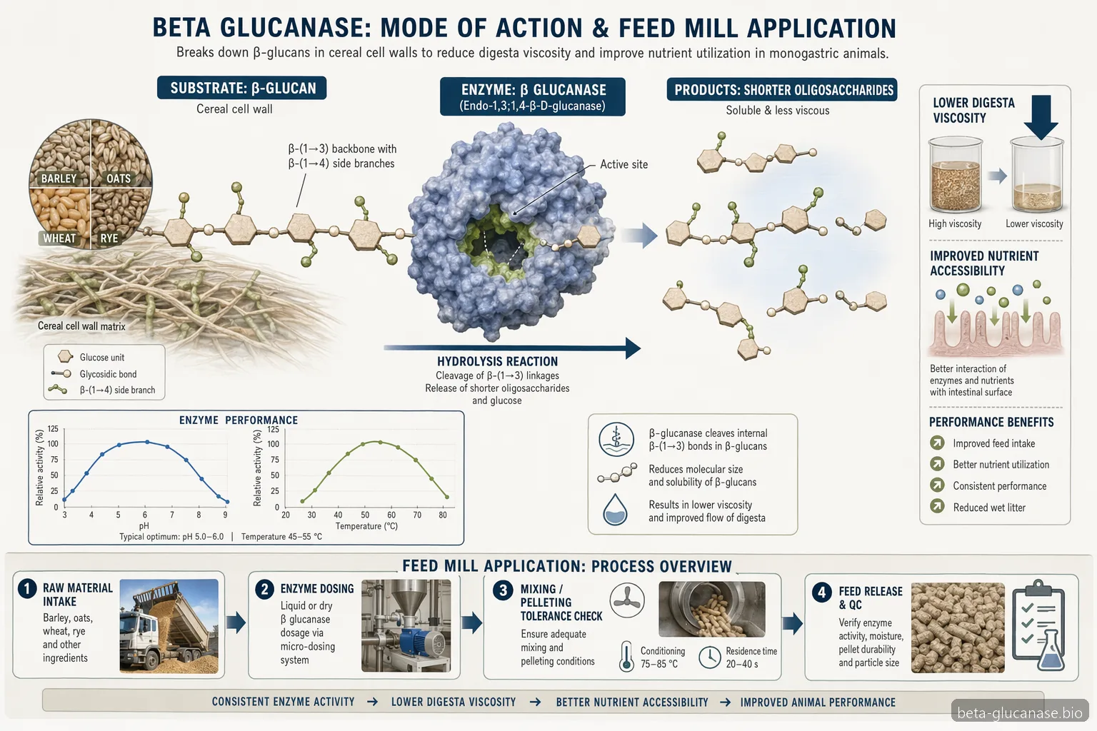 beta glucanase animal feed mechanism diagram showing beta-glucan hydrolysis, viscosity reduction and QC points