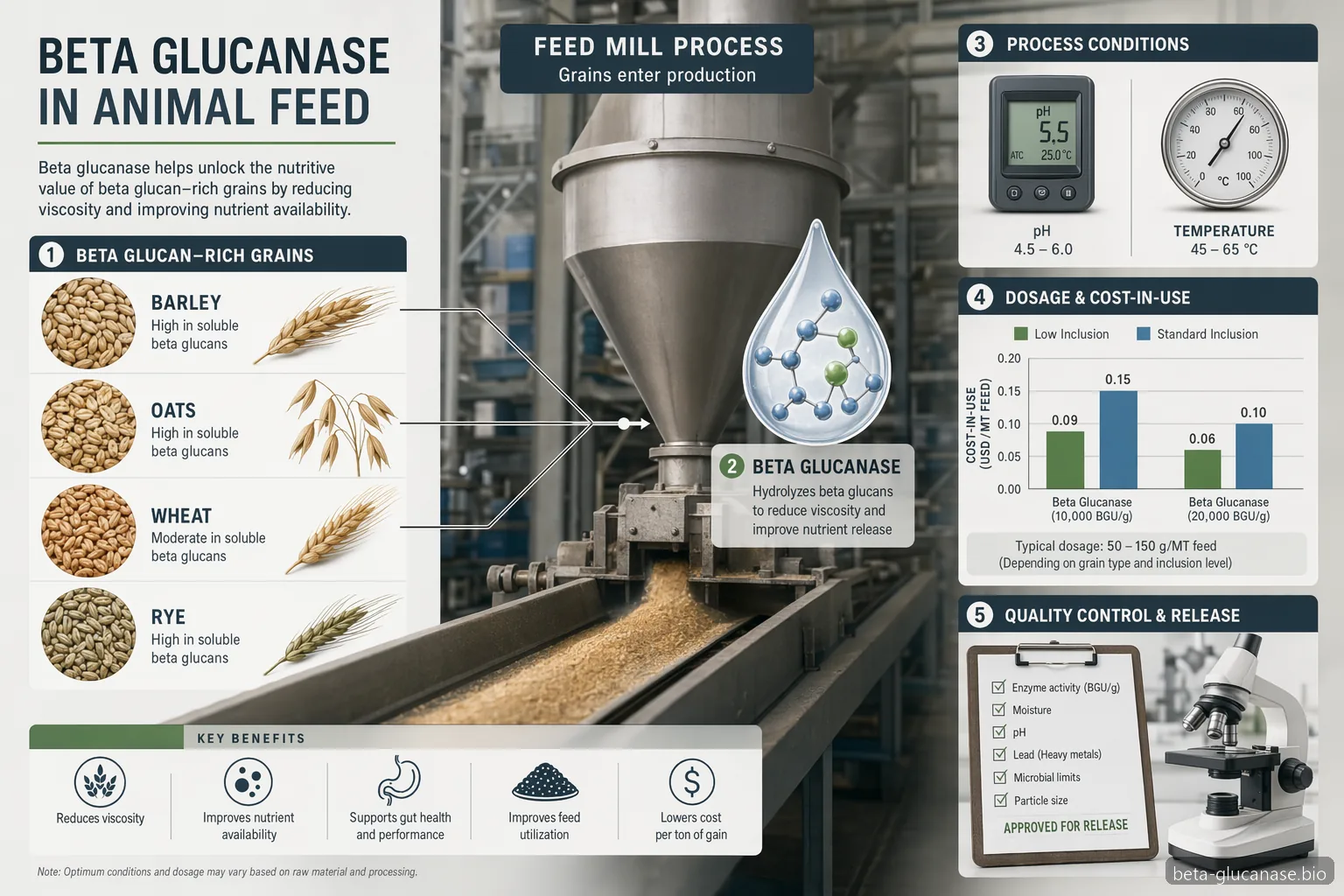 beta glucanase animal feed industrial process guide with grains, dosing, pH-temperature window and QC checks