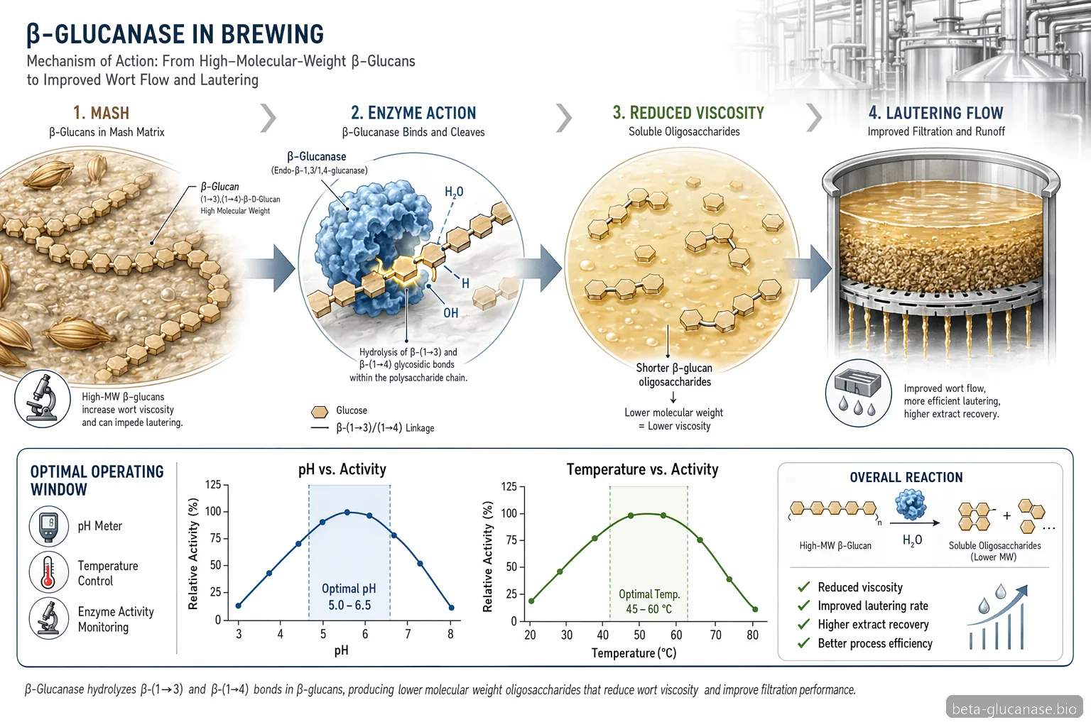 Schéma du mécanisme beta glucanase pour le brassage montrant la dégradation des beta-glucanes, la plage pH-température et le flux de filtration