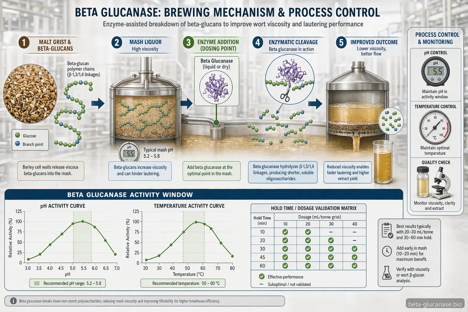 beta glucanase Enzym, Brauprozessdiagramm mit Enzymwirkung, pH- und Temperaturkontrolle sowie Viskositätsreduktion der Würze