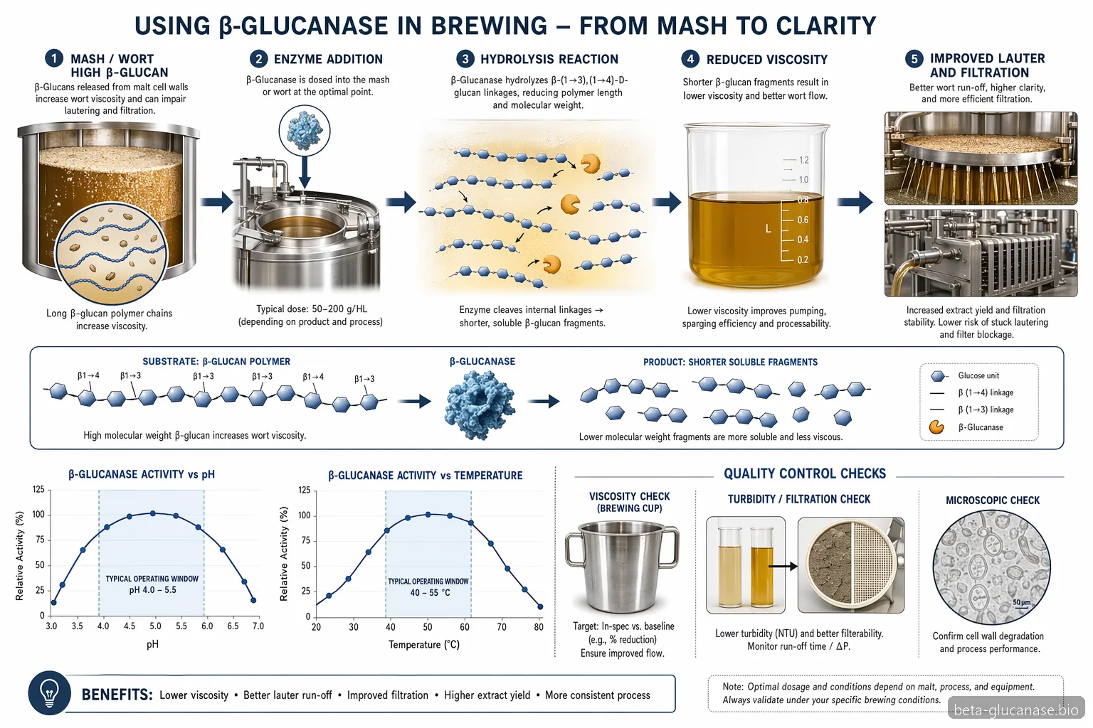beta glucanase powder supplier brewing mechanism showing beta-glucan breakdown across pH, heat and filtration steps